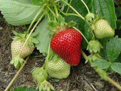Vermillion Strawberry Plants