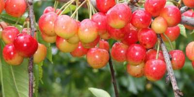 Amber Heart Cherry Trees