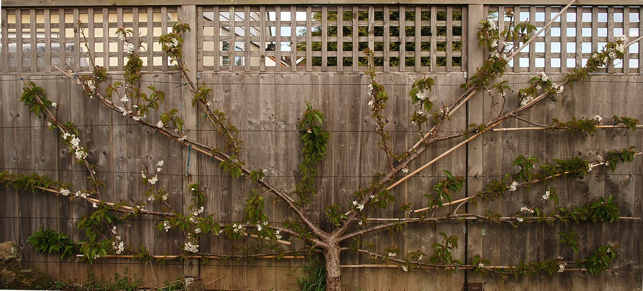 fan fruit tree