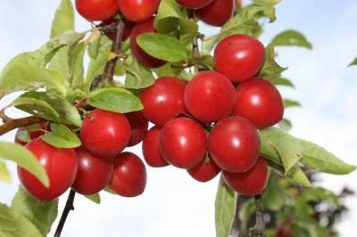 Gypsy Cherry Plum Trees