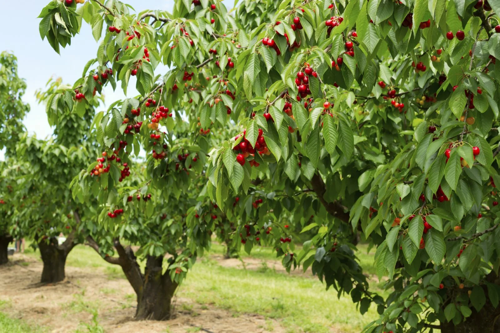 orchard of cherry trees