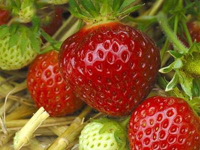 Cirano Strawberry Plants