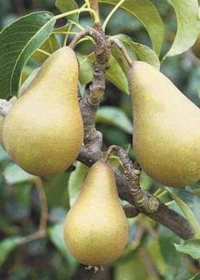 concorde pear tree