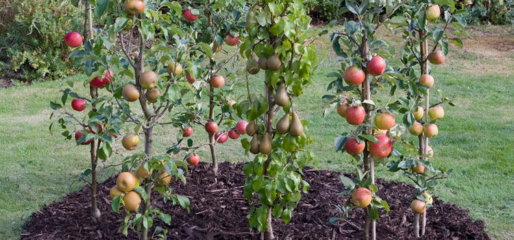 cordon fruit tree