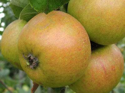 Court Of Wick Apple Trees