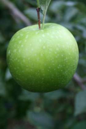 Crispin apple