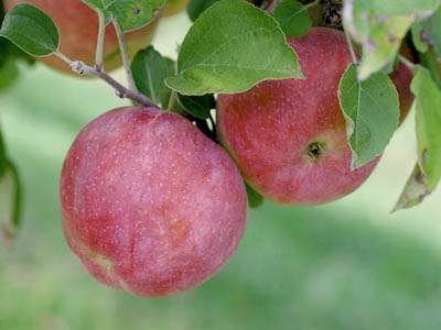 D'arcy Spice Apple Trees