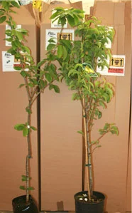 Fruit Trees by Post