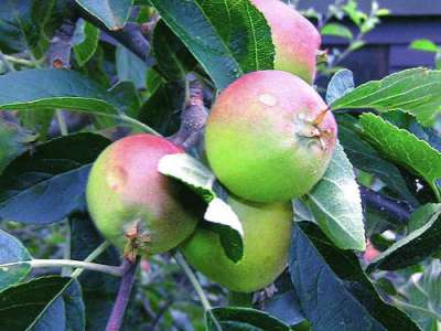 Devonshire Quarrenden Apple Trees