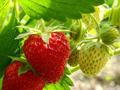 New - Diamante Strawberry Plants (California)