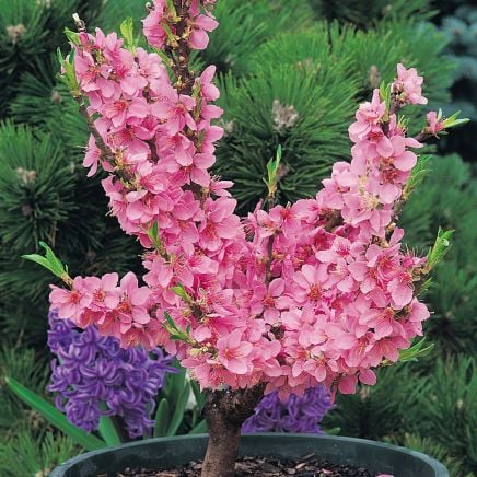 dwarf peach tree