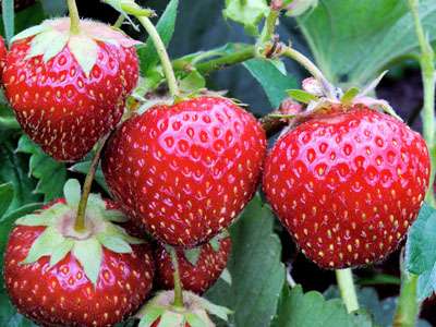 Earliglow Strawberry Plants