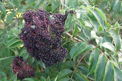 Elderberry 'Nova'