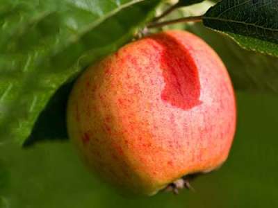 Elstar Apple Trees