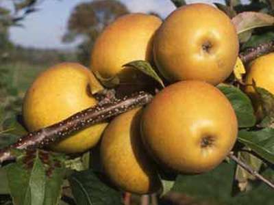 Fall Russett Apple Trees