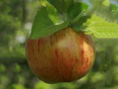Falstaff Apple Trees