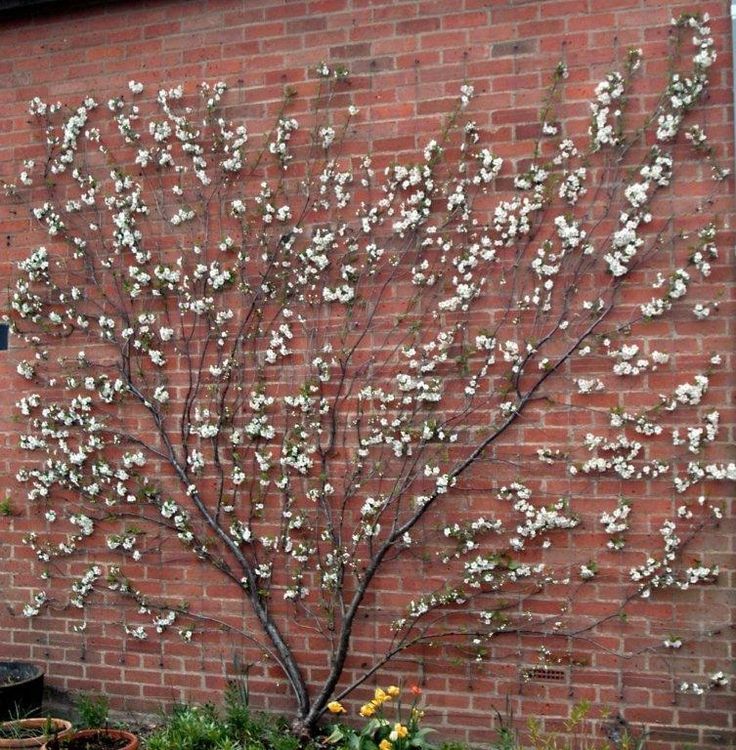 fan trained Prunus fruit tree