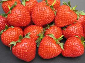 Fenella Strawberry Plants