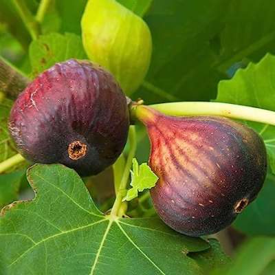 Brown Turkey Fig Trees