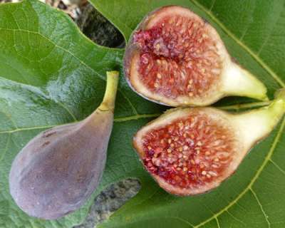 Brunswick Fig Trees