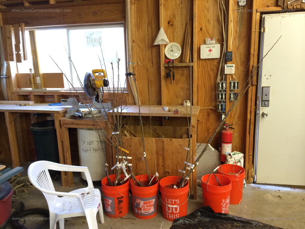 soaking bare root trees