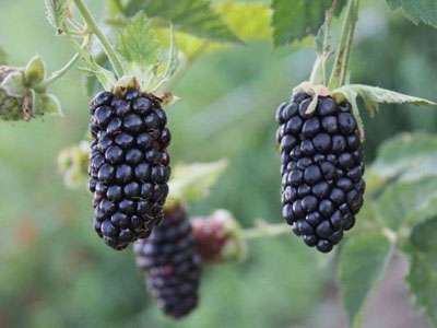 New Giant!! Blackberry 'Black Beaute' Blackberry Bushes