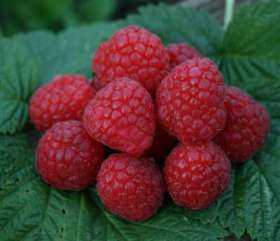 glen ample raspberries