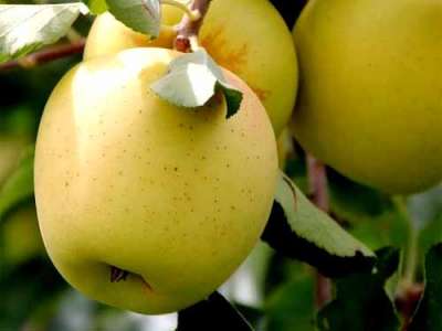 Golden Delicious Apple Trees