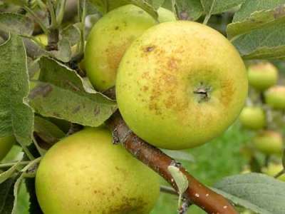 Golden Pippin Apple Trees