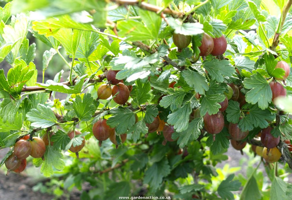 red gooseberry plant