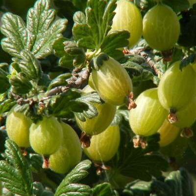 Lady Delamene Gooseberry bushes