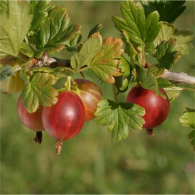 Red Jacket Gooseberry bush