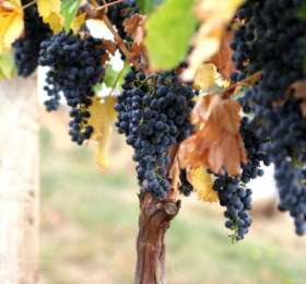 Boskoop Glory Grape vine