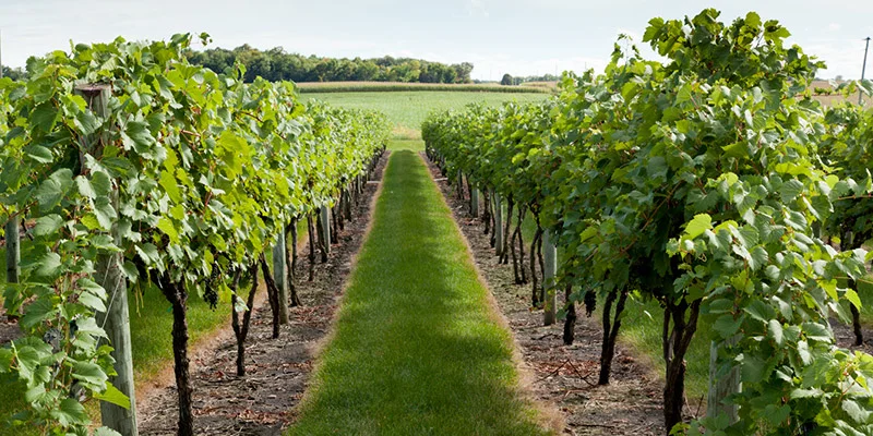grape vineyard plantation