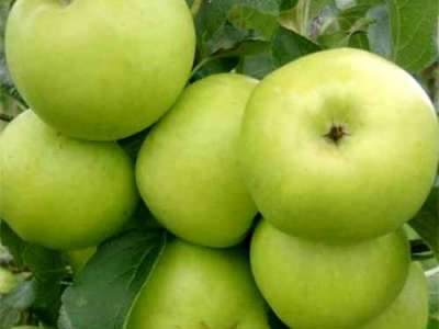 Grenadier Apple Trees