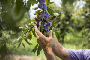 harvesting Plums