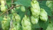 Hop Vines