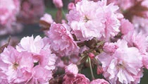 Japanese Flowering Cherries