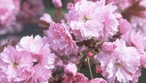 Japanese Flowering Cherries