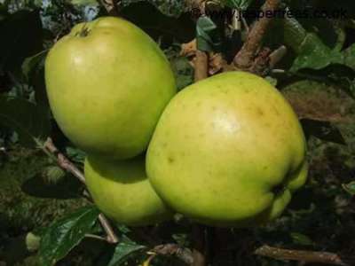 Keswick Codlin Apple Trees