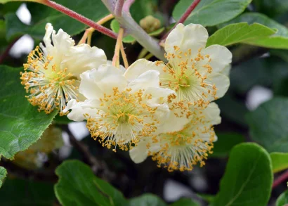 kiwi vine flowers