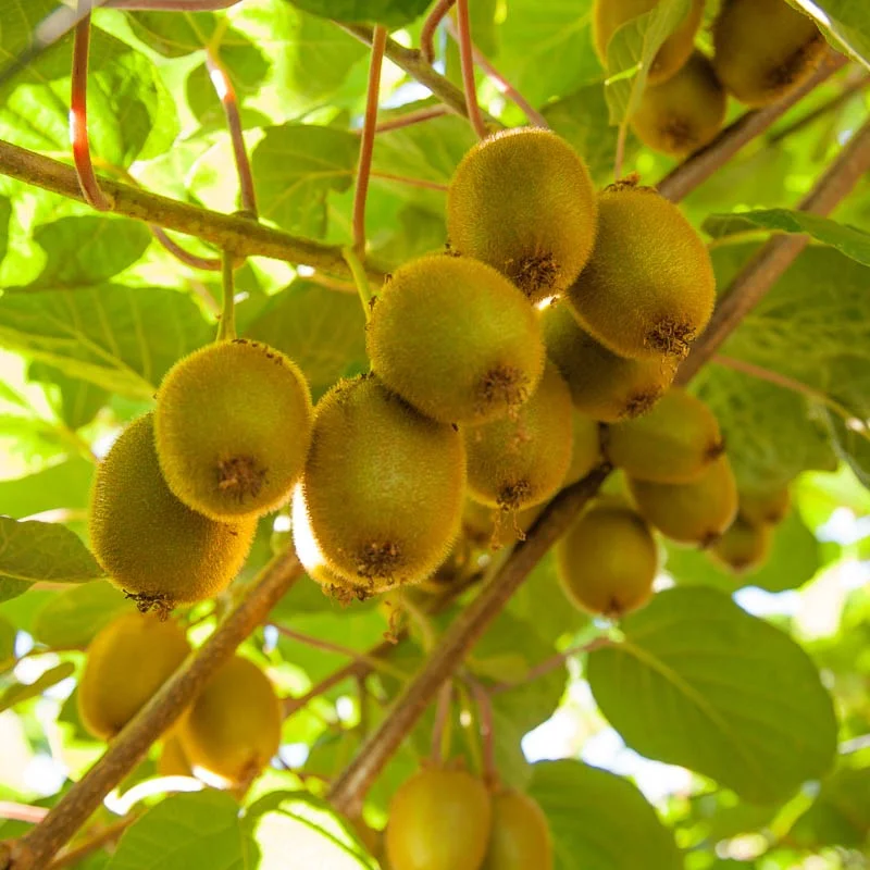 kiwi vine chinensis