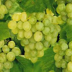 lakemont seedless grape vine