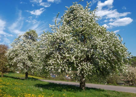 large pear tree orchard