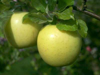 Limelight Apple Trees