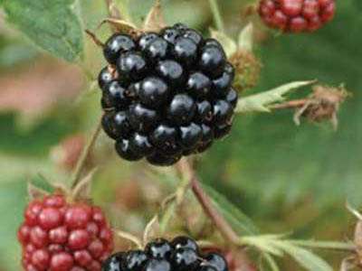 Loch Maree Blackberry Bushes