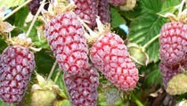 Loganberries