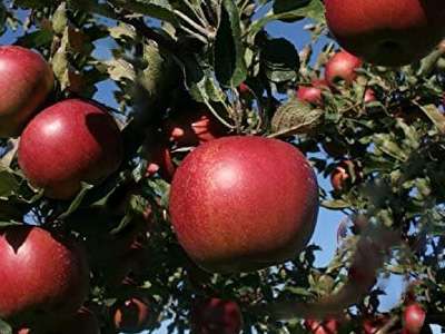 Lord Lambourne Apple Trees