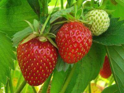 Malling Opal Strawberry Plants