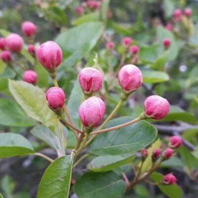 Elk River Crab Apple Trees